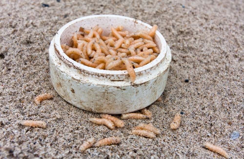 預防大於治療：建立無蛆居家環境的四個習慣