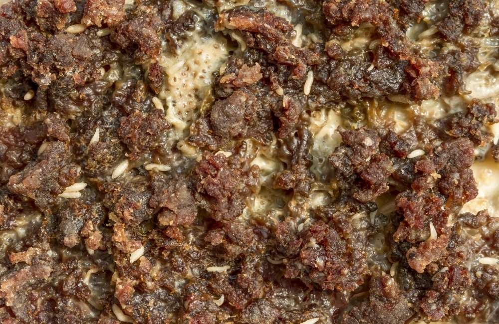 家裡為何會出現蛆？解密蒼蠅幼蟲的出現原因