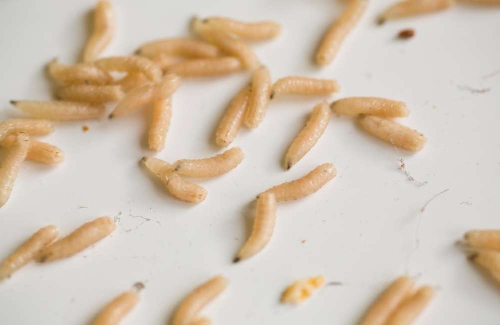 為什麼蛆清掉後又出現？那些被忽視的清潔死角