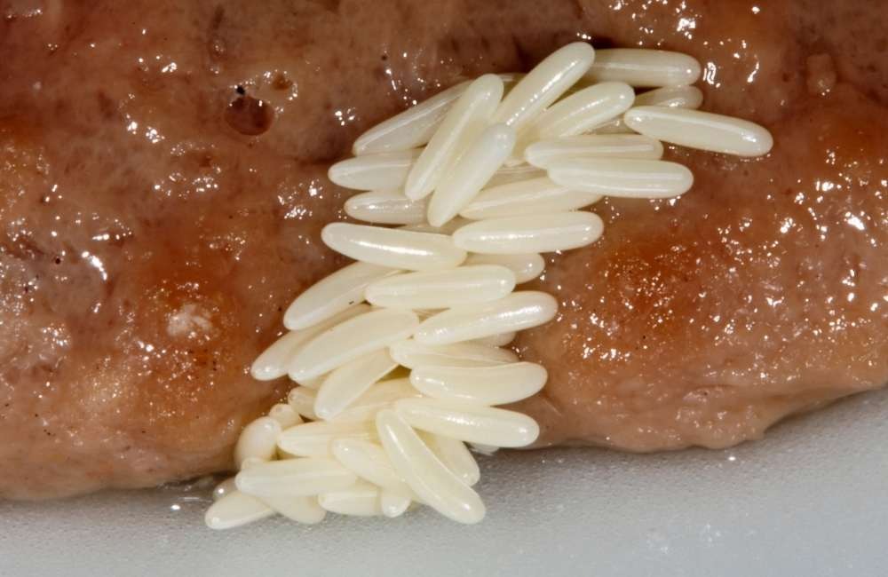 實戰案例分享：連鎖餐廳的「隱形成長鏈」——果蠅蛆蟲消滅紀實