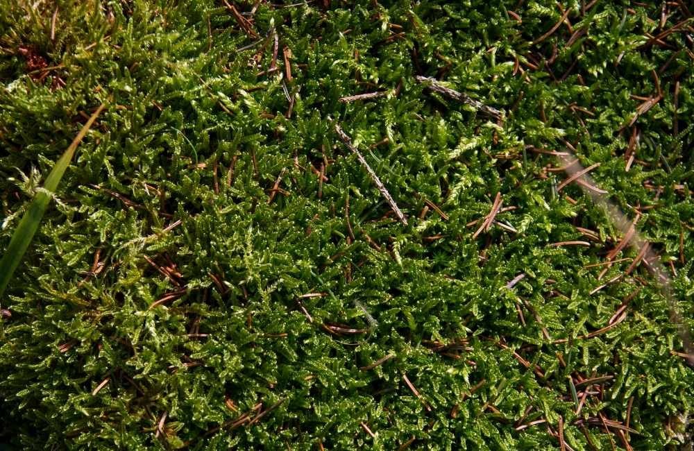 為什麼小黑蚊如此難以根除？關鍵在於「棲地」