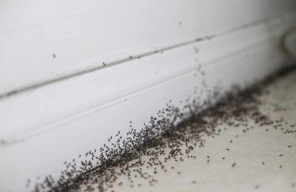 昆蟲生長調節劑 vs. 傳統殺蟲劑：兩者差在哪？