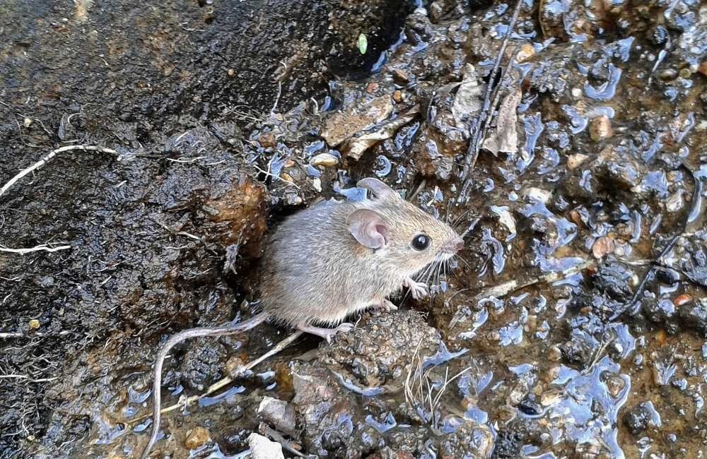 錢鼠、家鼠口味大解密!老鼠都愛吃的誘餌清單