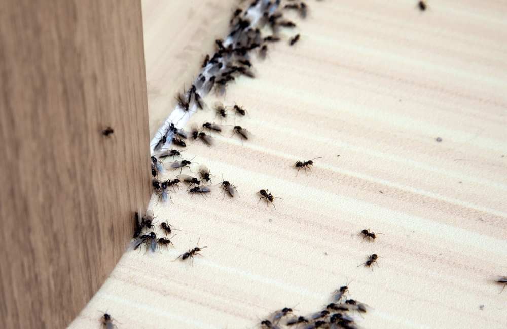 常見台南居家害蟲入侵徵兆與緊急處理對策