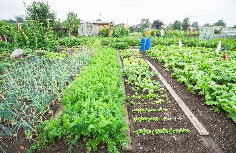 菜園與空地周邊住戶的痛點:病媒蚊與害蟲雙重夾擊