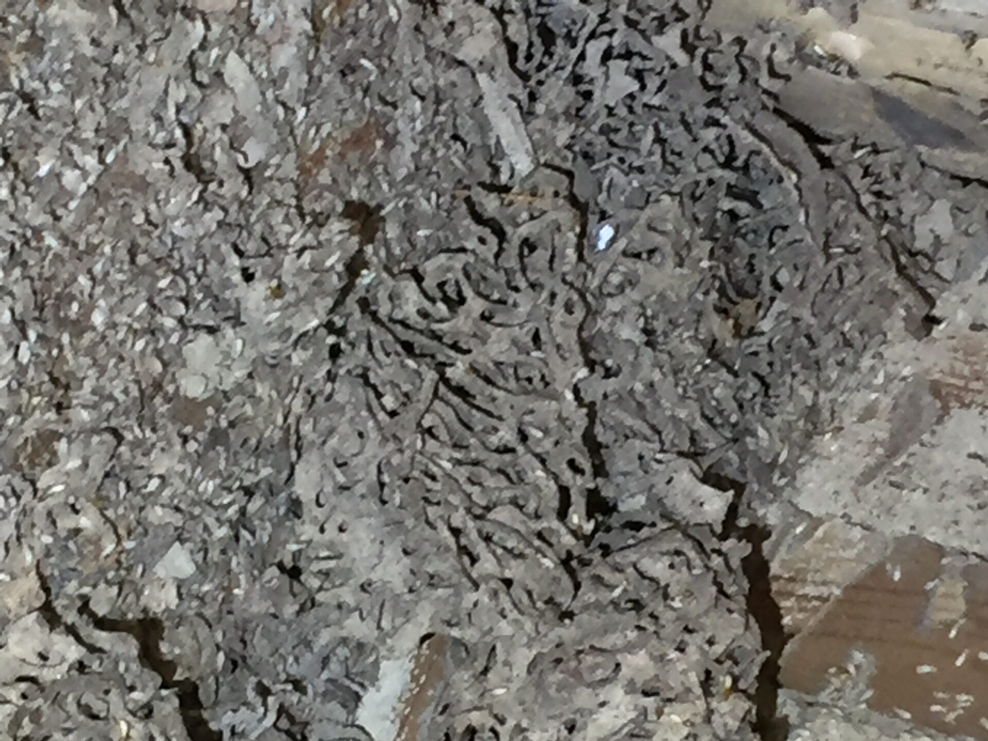 佳廣施工現場拆下的白蟻巢近照,巢材表面布滿密集孔道
