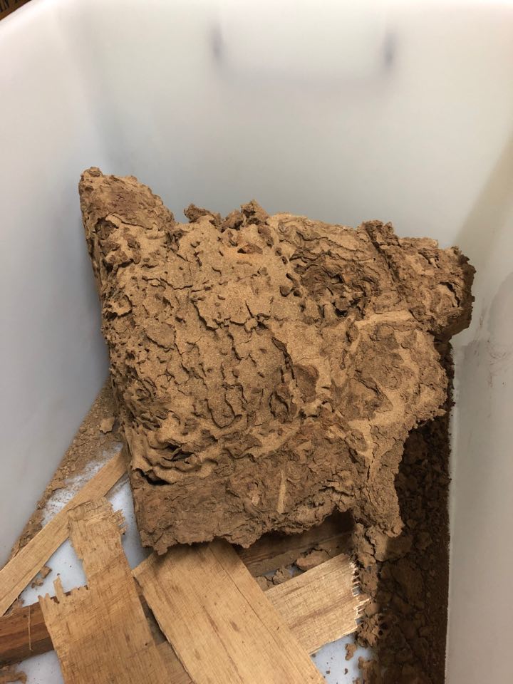 拆下後取出的塊狀白蟻巢材與受害木材碎片