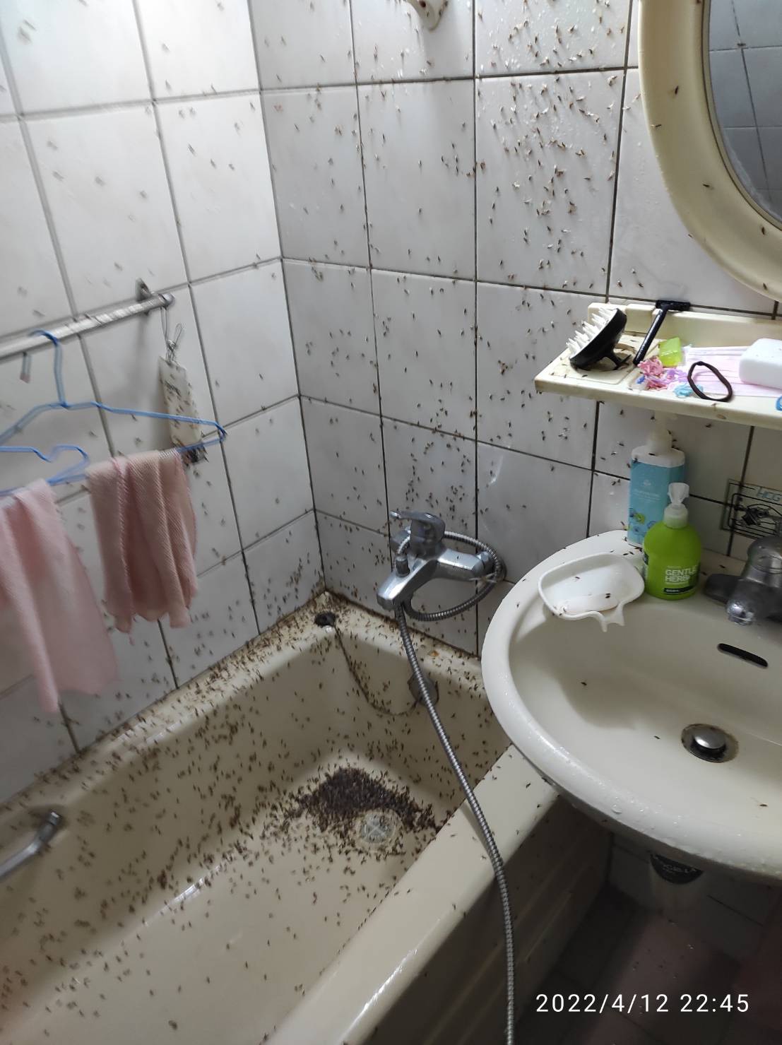 住宅門框固定位置出現大量白蟻分飛個體與落翅