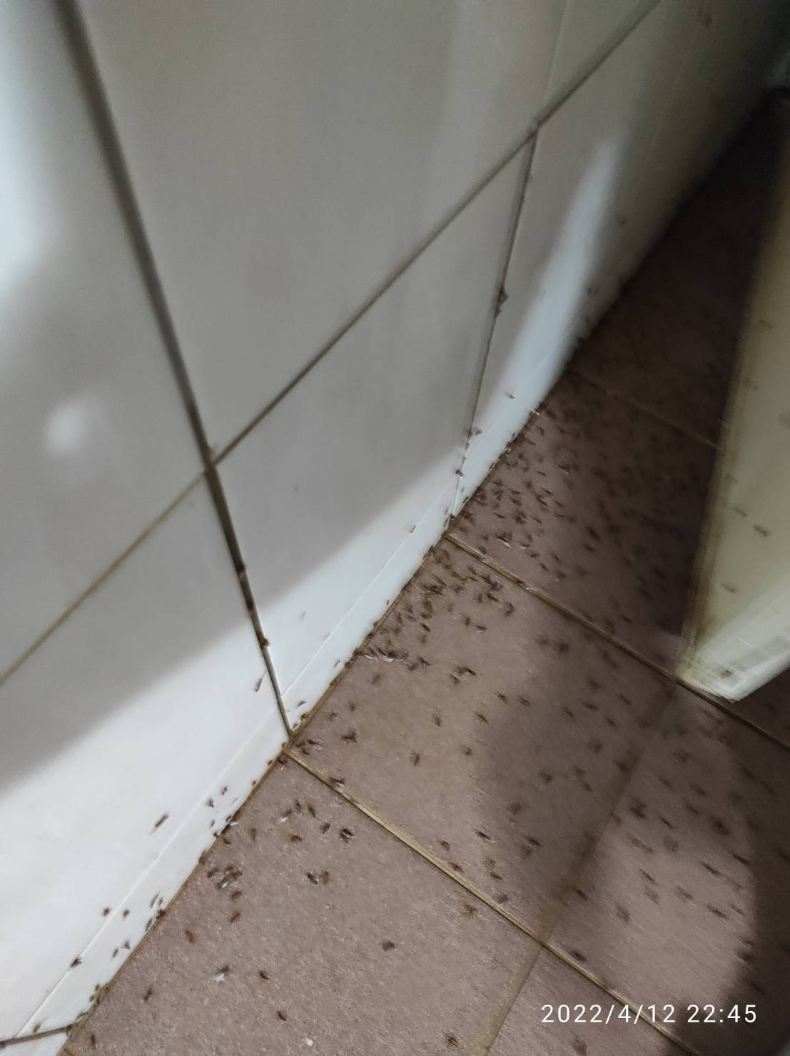 住宅門框固定位置出現大量白蟻分飛個體與落翅