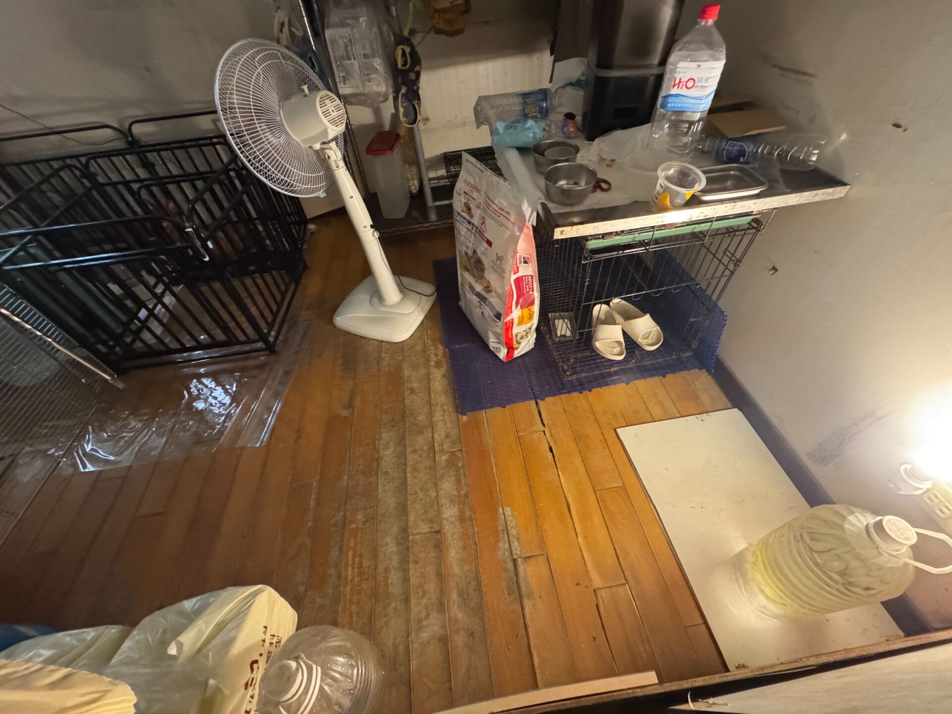 台中民宅木地板多處遭白蟻取食