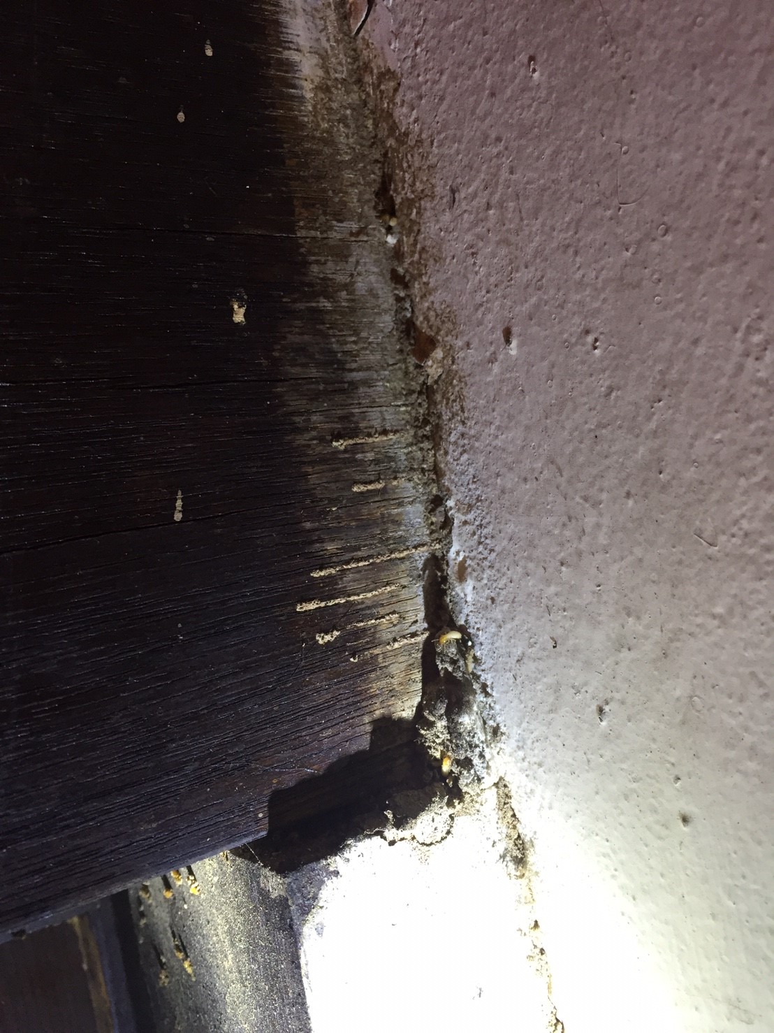 現場撥開白蟻土後確認有白蟻活動