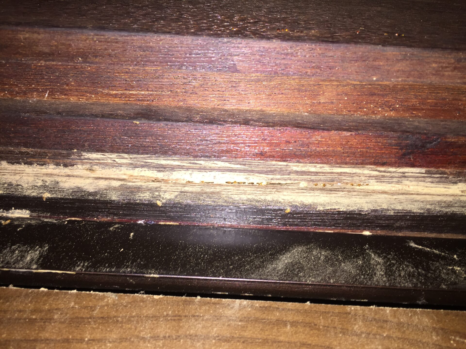 勘查後確認白蟻受影響位置不只原先發現的一處