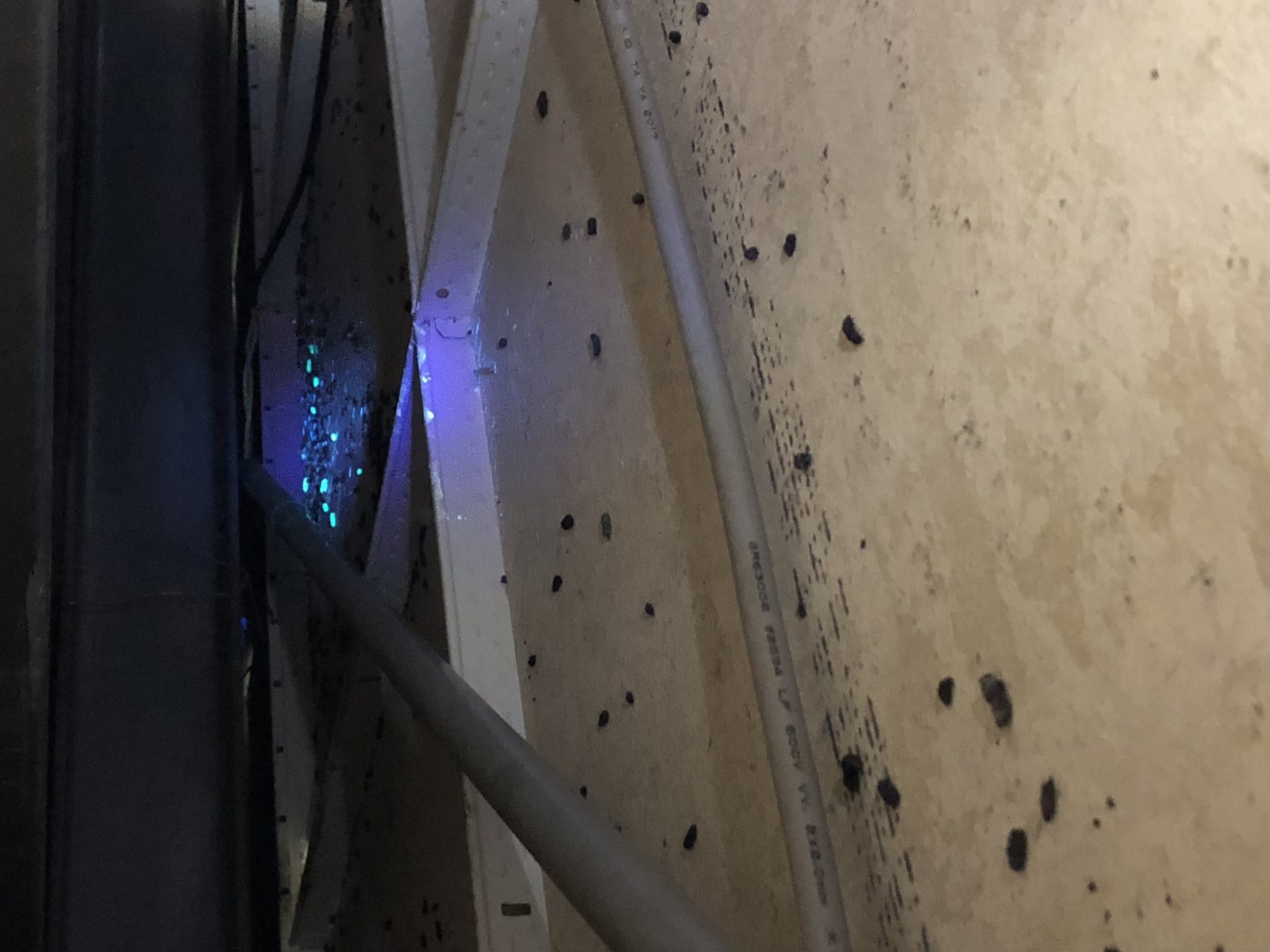 紫外光下的鼠類活動追蹤痕跡