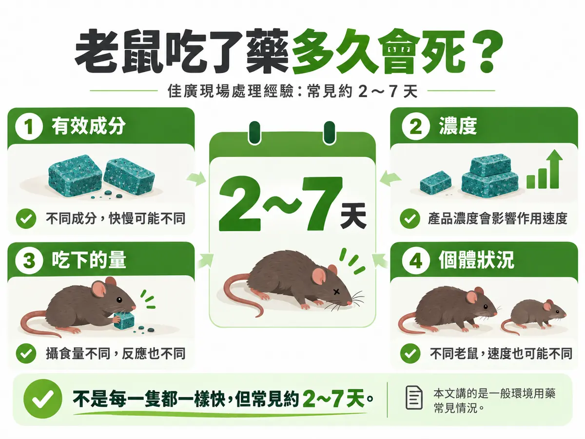 老鼠吃了藥多久會死:佳廣現場經驗常見約2到7天