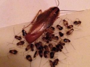 roachegg roachegg